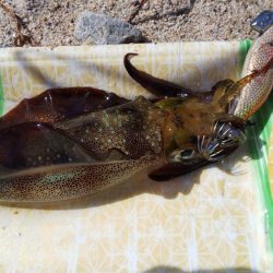 午後からエギング